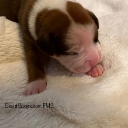 Boy 2 - Fawn male Boxer puppy in White Hall, Maryland from Beaut Boxers