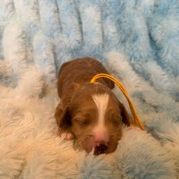 Samson - Apricot male Cavapoo puppy in Winfield, Alabama from Rose Lane Doodles