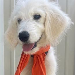 Daisy - Cream female Goldendoodle puppy in Dallas, Texas from Bishop Golden Doodles