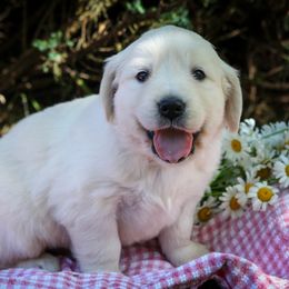 Brandy Snaps - Yellow - Light golden female Golden Retriever puppy in Scio, Oregon from Webb's Wold Kennels