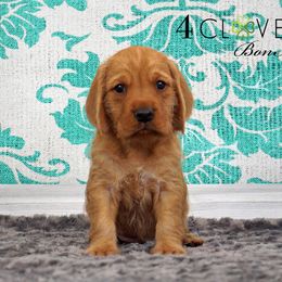 Basset Fauve de Bretagne and Miniature American Shepherd Puppies from 4 Clovers Kennel