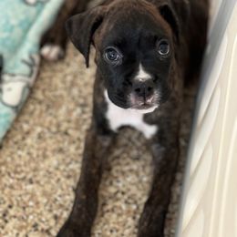 Boxer Puppies from Starlight Boxer Corner