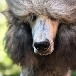 Tinder - Poodle