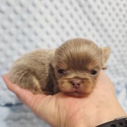 Lilac tri - Chocolate blue male Chihuahua puppy in Richmond, Virginia from Breens