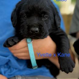 Boy 3 - Black male Labrador Retriever puppy in Wilson’s, Virginia from Cedar Hill Farm Labradors