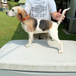 Jasmine - Beagle