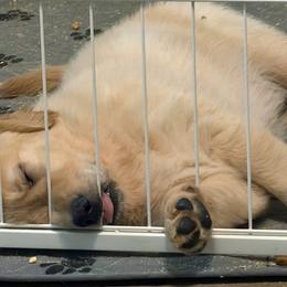 Fabio - Light golden male Golden Retriever puppy in Orange City, Florida from Sidekick Retrievers