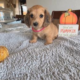 Elena - Dapple female Dachshund puppy in Molino, Florida from Dooney's Dachshunds