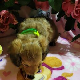 Dachshund Puppies from CLARK'S BREEDING PROGRAM