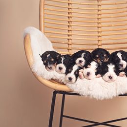 Bernedoodle and Goldendoodle Puppies from Happy Valley Doodles