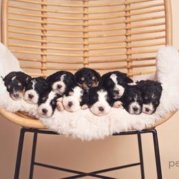 Bernedoodle and Goldendoodle Puppies from Happy Valley Doodles