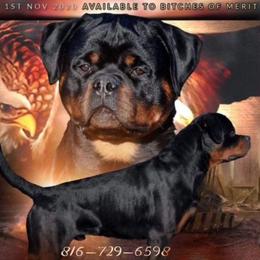 Biggy - Rottweiler