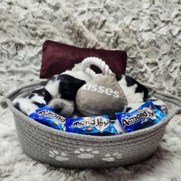 Almond Joy - Black and white female English Springer Spaniel puppy in Westover, Maryland from Sterling's springer Haven