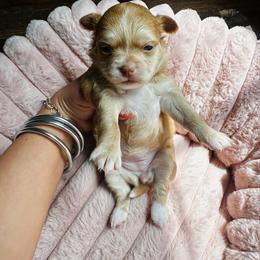 Peach - Fawn and white female Chihuahua puppy in Burleson, Texas from Luxe Paradise House of Chi