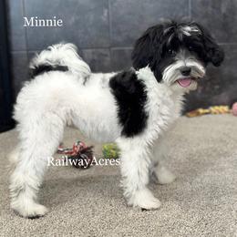 Minnie - Parti female Goldendoodle puppy in Milford, Indiana from Railway Acres Kennel