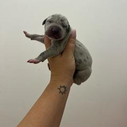 Brown collar - Merle female Great Dane puppy in Miami, Florida from RP DANES