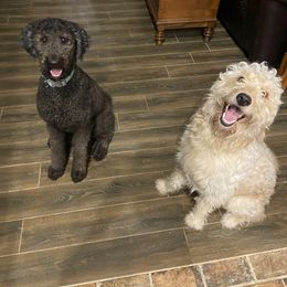 Goldendoodle All Grown Up from Spring Prairie Doodles