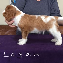 Cavalier King Charles Spaniel and Xoloitzcuintli Puppies from Kingslee Cavaliers