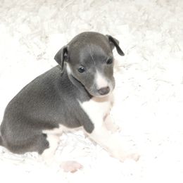 Milania Girl 3 - Blue female Italian Greyhound puppy in Sparta, Tennessee from Summerwind Kennel