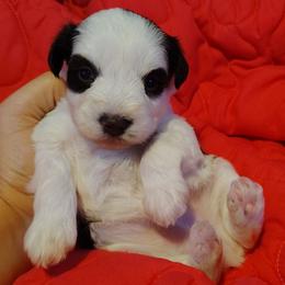Violet - Parti female Miniature Schnauzer puppy in Florida from Central Florida Schnauzers