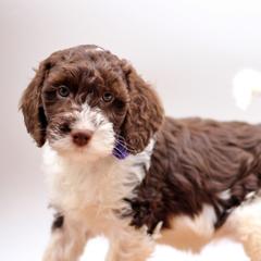 Piper - Liver and white female Springerdoodle puppy in Kendall, New York from Family Raised Doodles