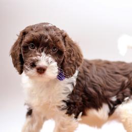 Piper - Liver and white female Springerdoodle puppy in Kendall, New York from Family Raised Doodles
