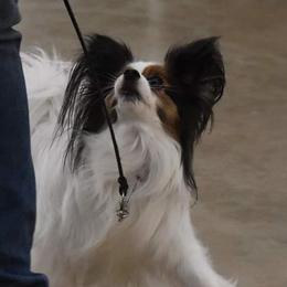 Chihuahuas, Chinese Cresteds, and Papillons from Fabulis Toys (Chinese Crested, Papillons, Chihuahuas)