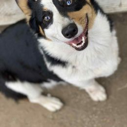 Cannoli - Pembroke Welsh Corgi