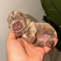French Bulldog Puppies from Infinity French Bulldogs
