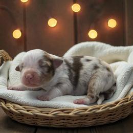 Indigo - Red merle female Australian Shepherd puppy in Statesville, North Carolina from Charming Australian Shepherds