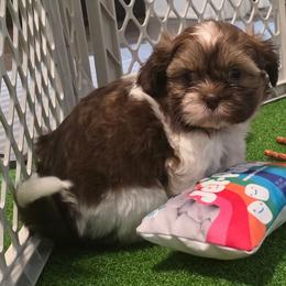 Boy One - Tricolor male Shih Tzu puppy in New Bern, North Carolina from Kuddly Creatures