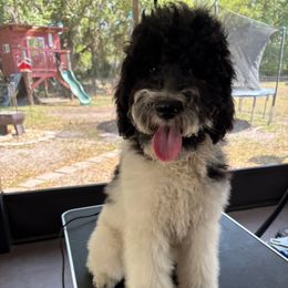 Cooper - Parti Poodle puppy in Mulberry, Florida from We Have Parti Standards