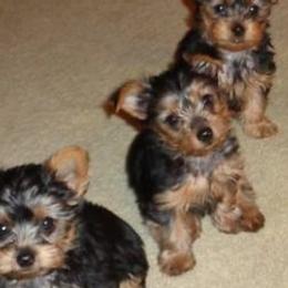 Yorkshire Terriers from Christine's Yorkies