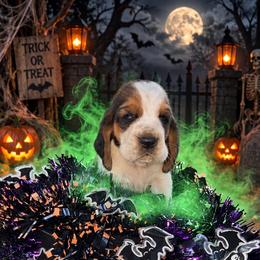 Boy 7 - Black brown and white male Basset Hound puppy in Conway, Missouri from Ozark Mountain Kennel