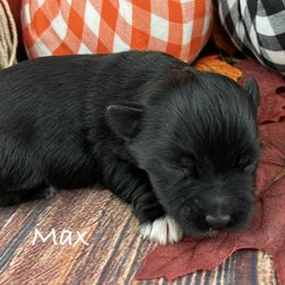 Max - Black male Miniature Schnauzer puppy in Sylvania, Georgia from Southern Sky Miniature Schnauzers