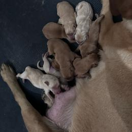 White - Yellow female Labrador Retriever puppy in Newton Grove, North Carolina from Wayalife Labradors & Gsp’s
