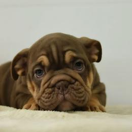 Red collar boy puppy - Chocolate tri-color male Bulldog puppy in Lewisberry, Pennsylvania from Salted Rim Corgis