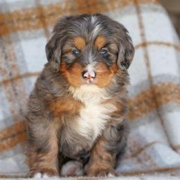 Scotts - Merle male Bernedoodle puppy in Dundee, Ohio from Down Home Doodle