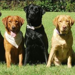 Family Pup Prospects - Yellow male Labrador Retriever puppy in Prince George, Virginia from Kingdom Kenelz Labradors