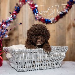 Lagotto Romagnolo Puppies from Two By Two Lagotto