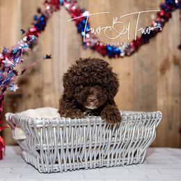 Lagotto Romagnolo Puppies from Two By Two Lagotto