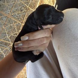 Judy Hopps - Black female Dachshund puppy in Pearce, Arizona from Katy West Weenies
