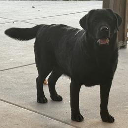 Eve - Black female Labrador Retriever puppy in Nevada from Battleborn Labradors