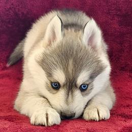 Luna - Gray and white female Pomsky puppy in Spokane, Washington from Spokane Pomskies