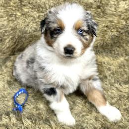 Tigger - Blue merle male Australian Shepherd puppy in Vail, Iowa from Homegrown Huskies