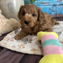 Zeke - Red male Cavapoo puppy in Lebanon, Missouri from Danielle’s Doodles