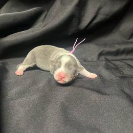 Girl 4 - Blue female Pembroke Welsh Corgi puppy in Ocala, Florida from Dolan Farms Corgis
