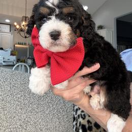 Red - Tri-color male Bernedoodle puppy in Curtice, Ohio from The Pink Doghouse