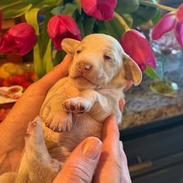 Princess- cream dapple dachshund - Fawn (isabella) and cream female Dachshund puppy in El Cajon, California from Lisa Buxton