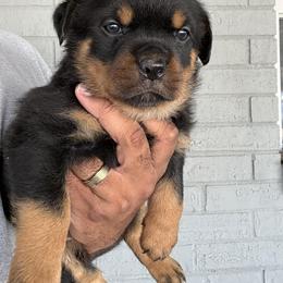 Female 2 - Black and mahogany female Rottweiler puppy in Humble, Texas from Inexorable Haus Early Rotts